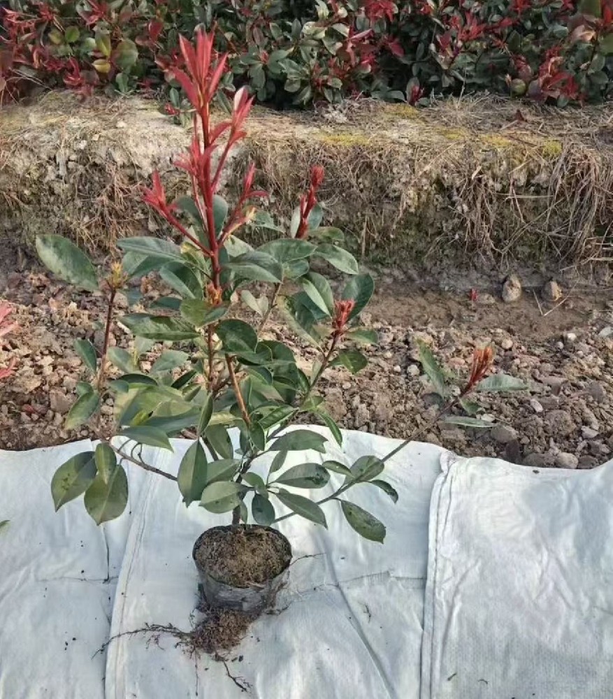 红叶石楠杯苗