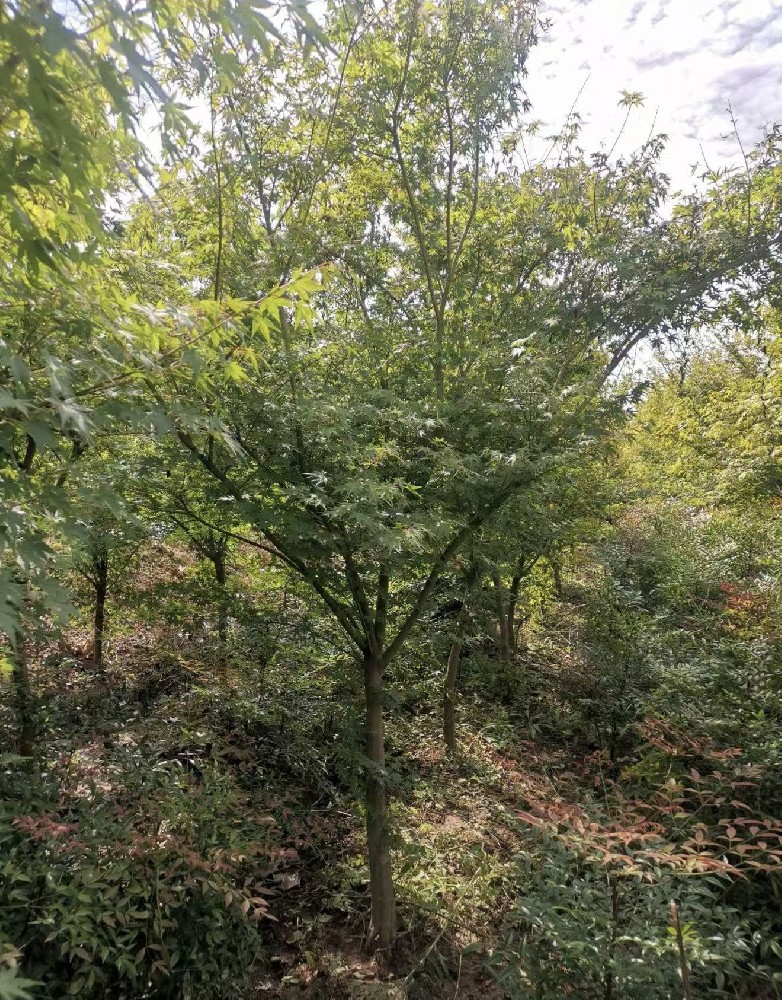 鸡爪槭