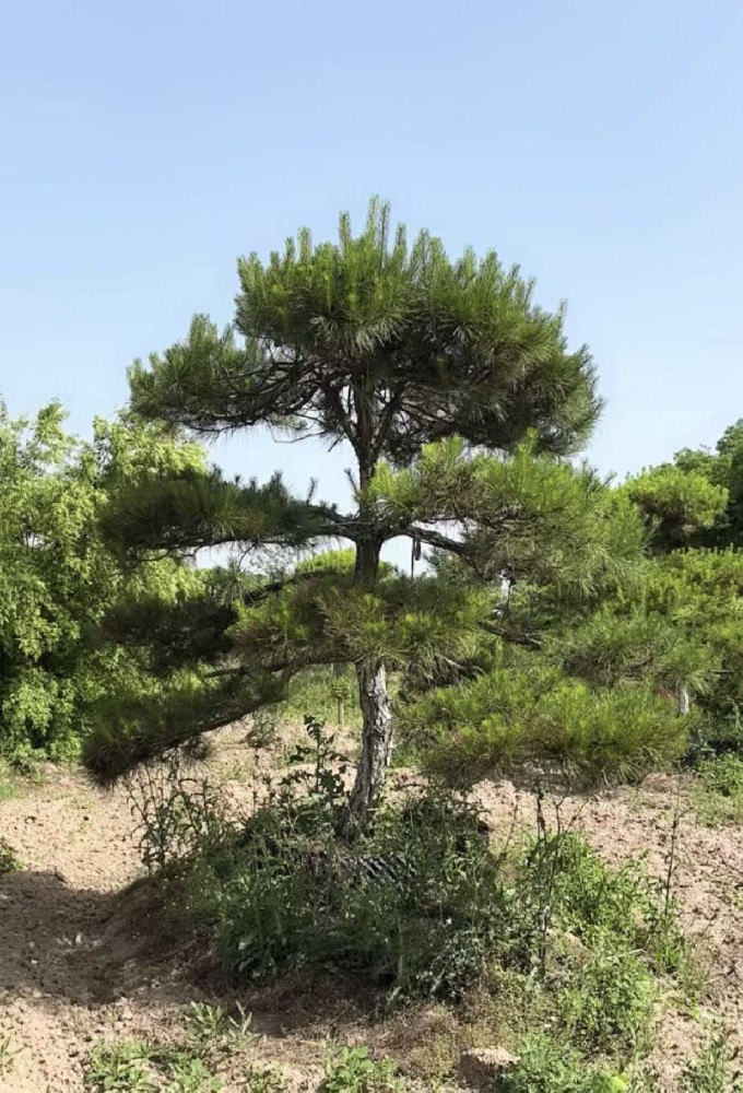 造型油松