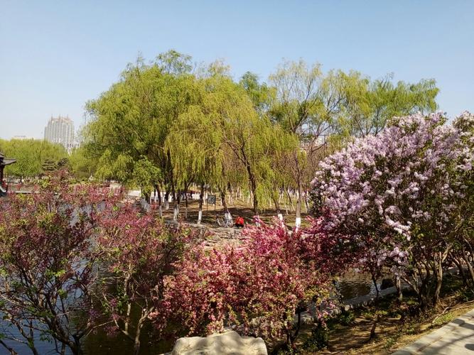 工程名称：迁安市泰**三期绿植第二标段